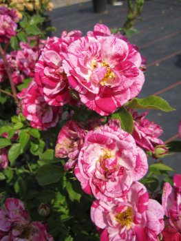 Edelrose Twist